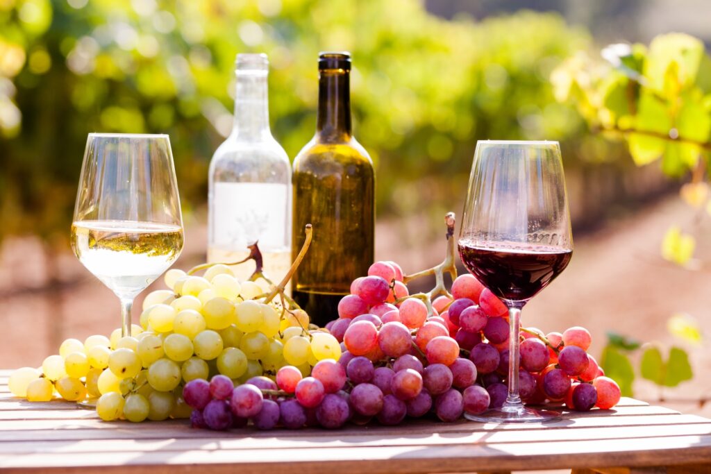grapes wine main