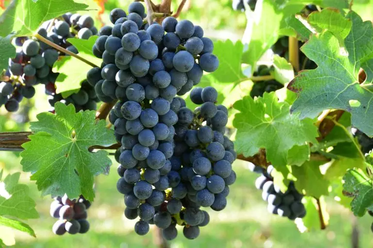 องุ่นพันธุ์ Cabernet Sauvignon