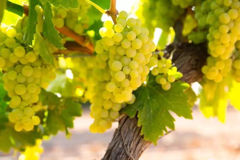 องุ่นพันธุ์ Chardonnay