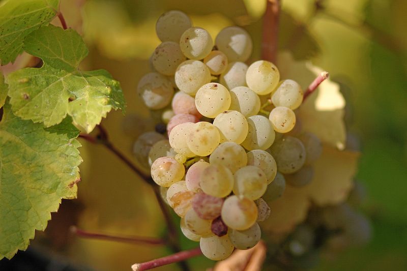 องุ่นพันธุ์ Riesling