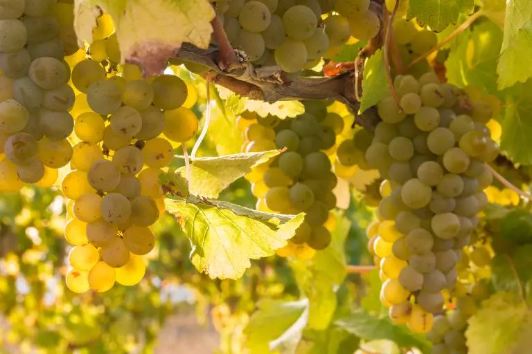 องุ่นพันธุ์ Sauvignon Blanc