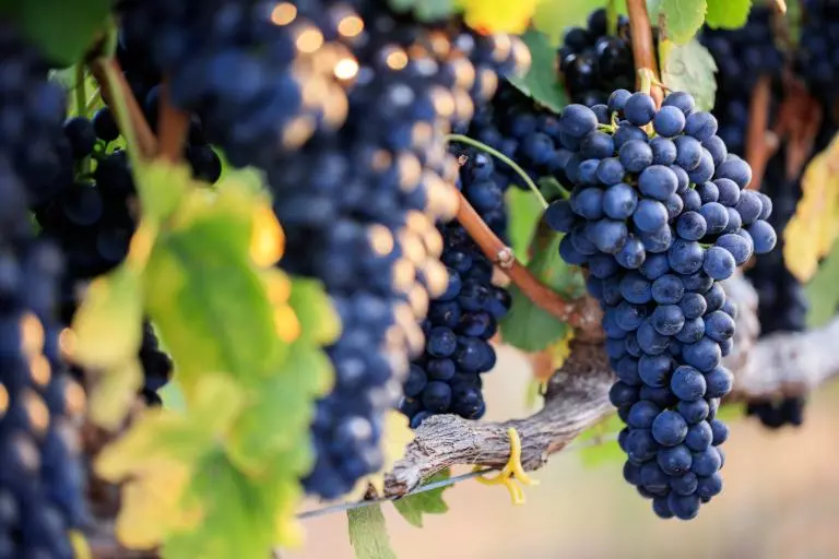 องุ่นพันธุ์ Syrah:Shiraz