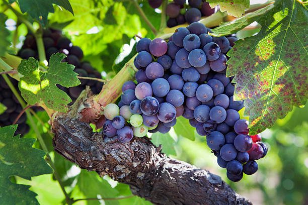 องุ่นพันธุ์ Zinfandel